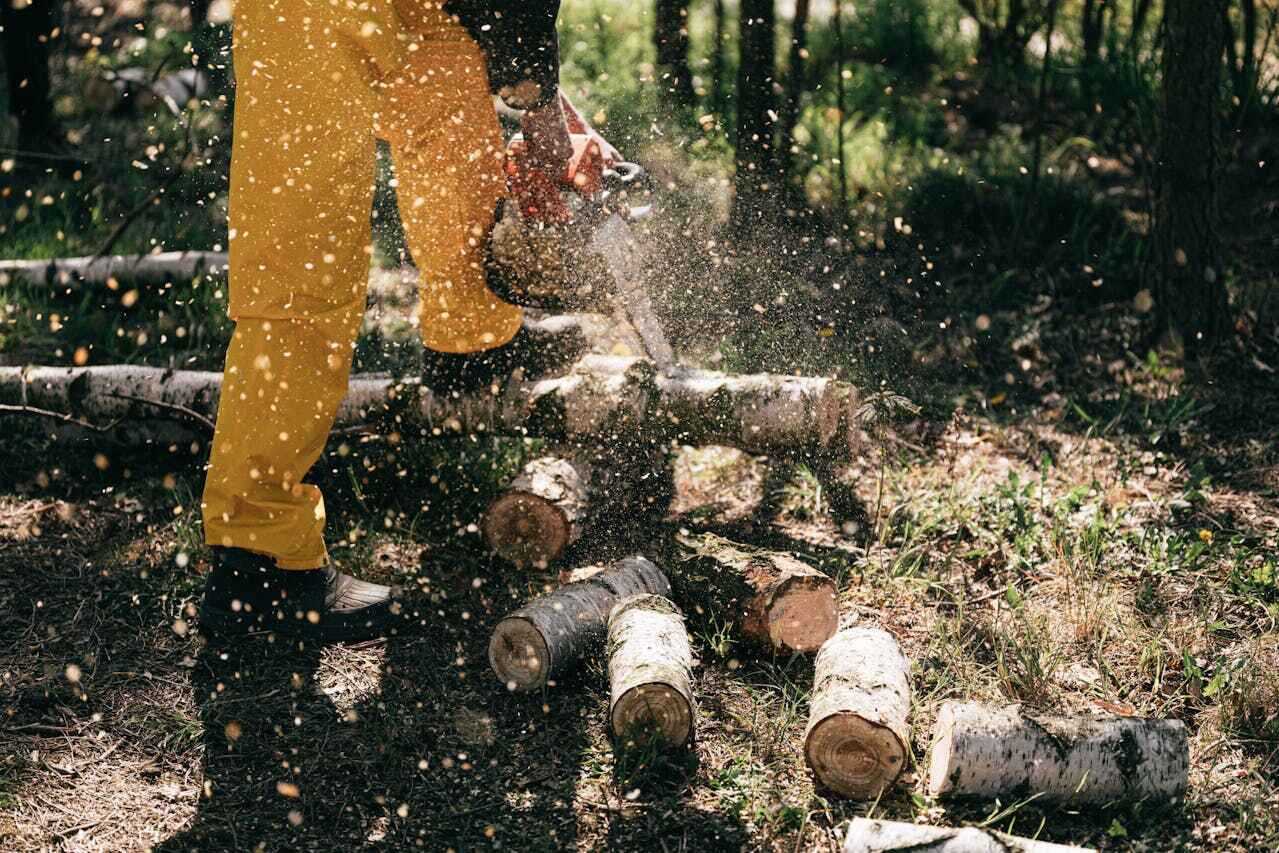 Seguin, TX Tree Service Company